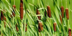 Weed Spraying Services