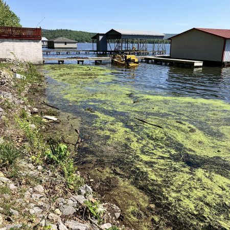 Before Weedoo Boats Weed Removal