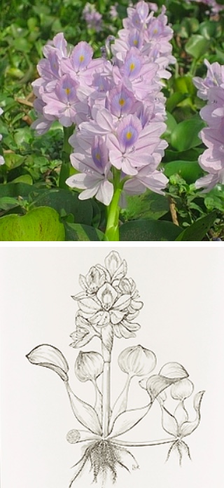 Weedoo - Science Water Hyacinth