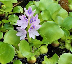 Weedooboats - Science Water Hyacinth