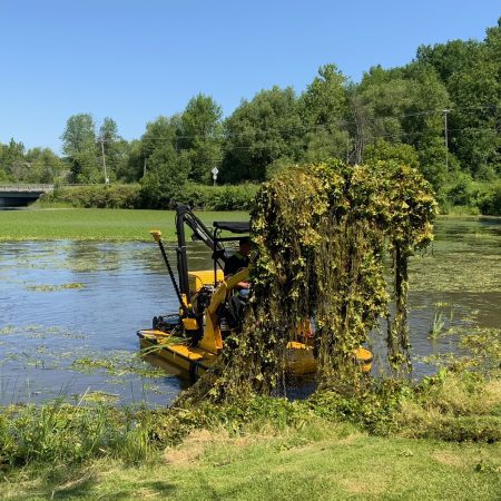 Water chestnut removal