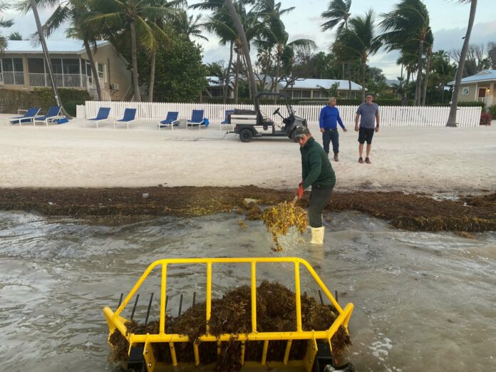 Weedooboats - aquatic tractor sargassum removal