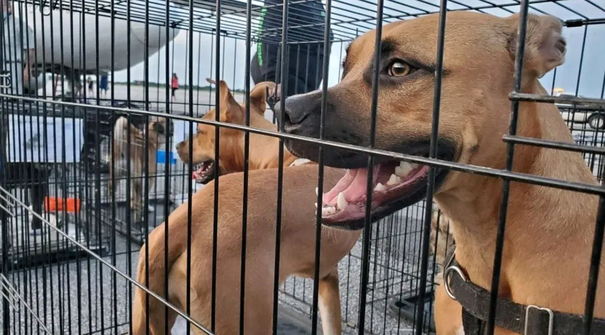 Weedooboats - Over 150 dogs scheduled to be euthanized rescued
