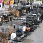 Weedooboats - Over 150 dogs scheduled to be euthanized rescued