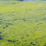Weedooboats - remove lake weeds